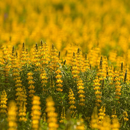 Yellow Wildflower Seed Mix