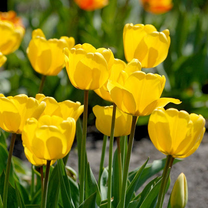 Golden Oxford Darwin Tulip