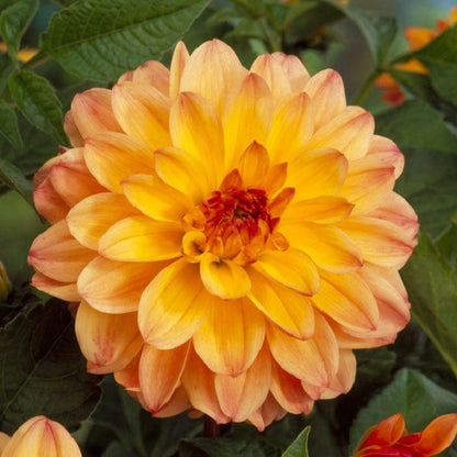 Vintage Bouquet Bulb Collection