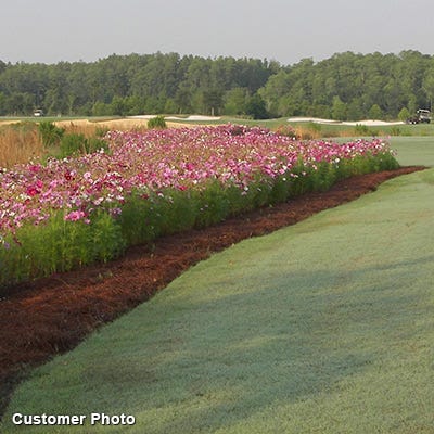 Golf Course Quick Color Wildflower Seed Mix