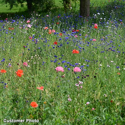 Golf Course Quick Color Wildflower Seed Mix