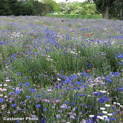 Golf Course Quick Color Wildflower Seed Mix