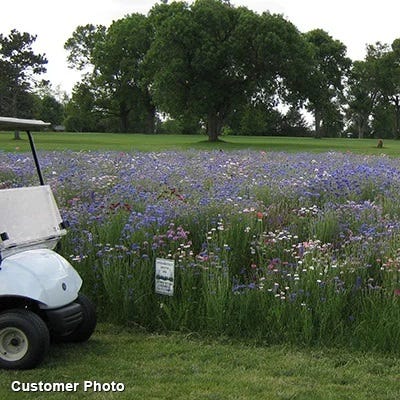 Golf Course Sustainability Wildflower Seed Mix