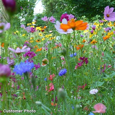 Golf Course Quick Color Wildflower Seed Mix