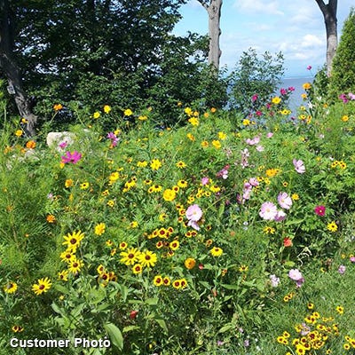 Golf Course Quick Color Wildflower Seed Mix