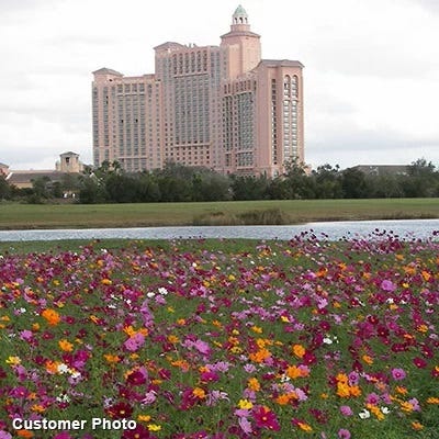 Golf Course Quick Color Wildflower Seed Mix