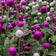 Gomphrena globosa Tall Mixture