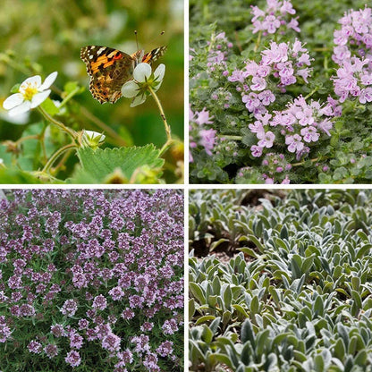 Good Feelings Tapestry Lawn Plant Collection