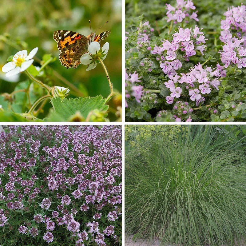 Good Feelings Tapestry Lawn Plant Collection