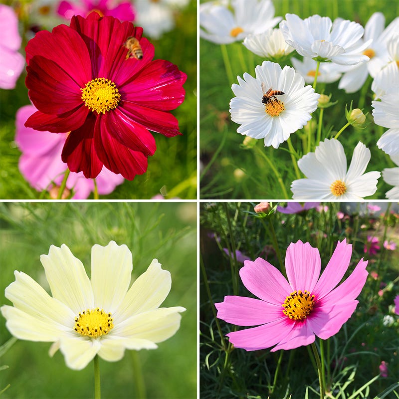 Good Karma Cosmos Seed Collection