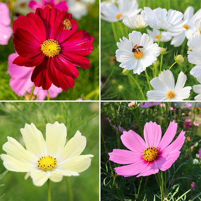 Good Karma Cosmos Seed Collection