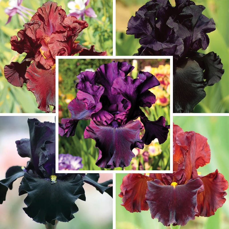 Gothic Spring Bearded Iris Collection