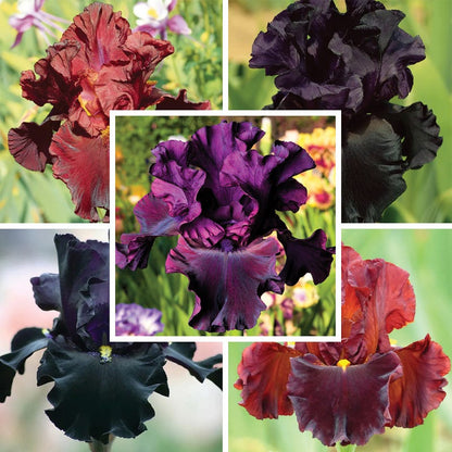 Gothic Spring Bearded Iris Collection