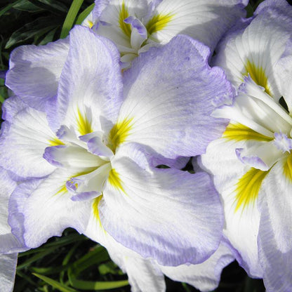 Gracieuse Japanese Iris