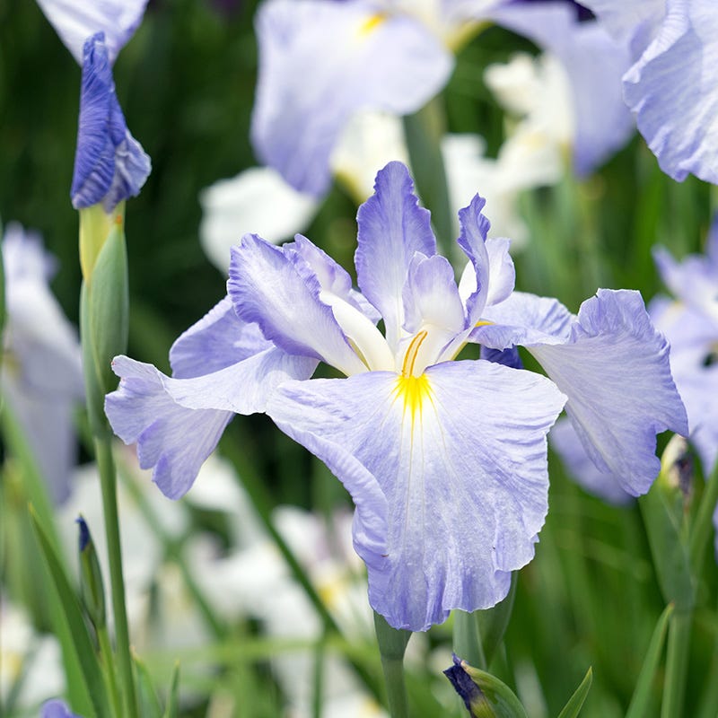 Gracieuse Japanese Iris - Thumbnail 2