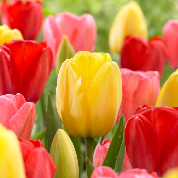 Grand Darwin Tulip Mix | American Meadows