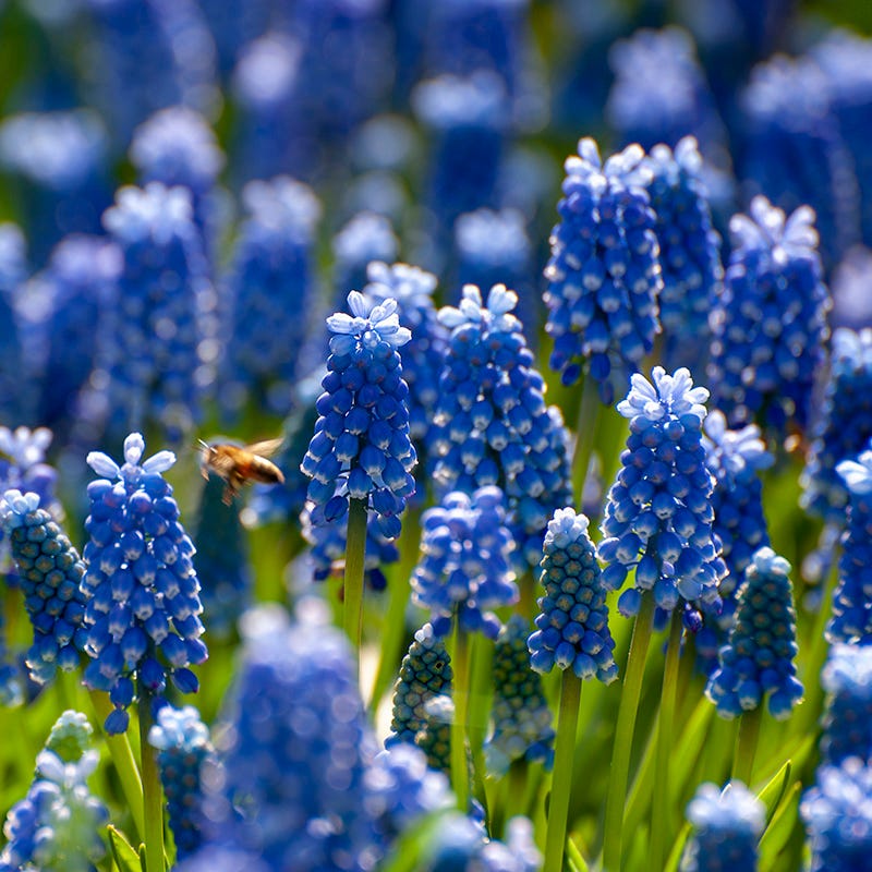 Naturalizing Nectar Low Grow Bulb Collection