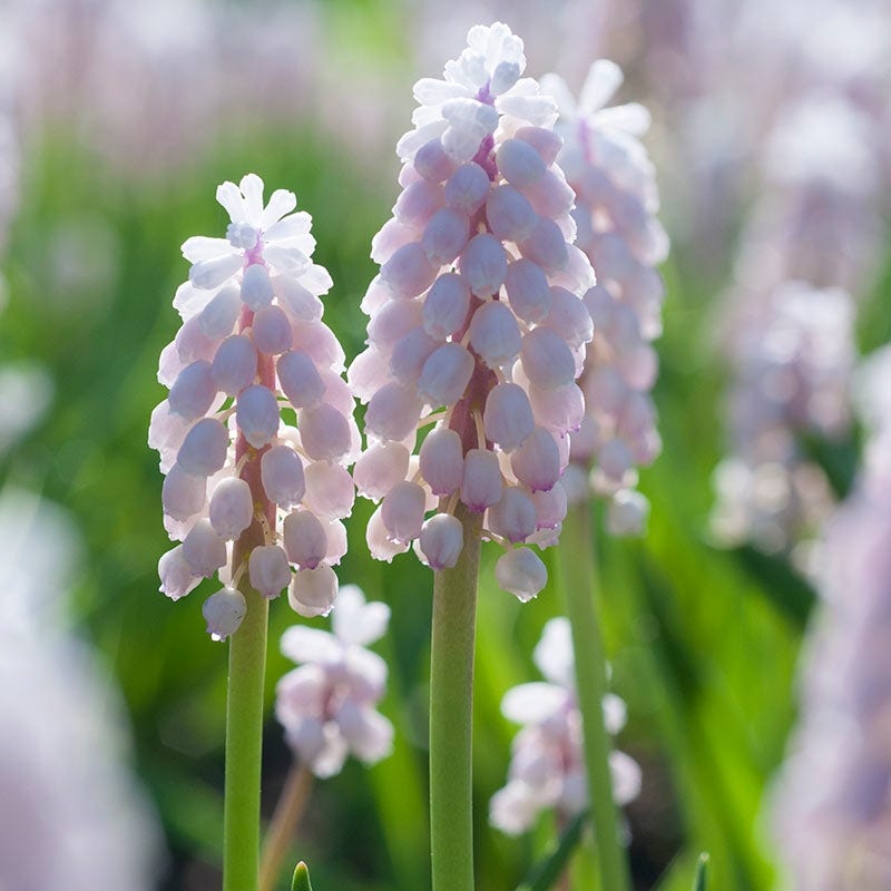 Pink Sunrise Grape Hyacinth