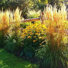Drought Tolerant Perennials
