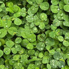 Clover & Grass Seeds On Sale