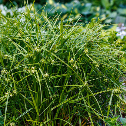 Gray Sedge, Carex grayi 