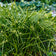 Gray Sedge, Carex grayi 