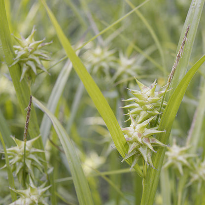 Gray Sedge, Carex grayi
