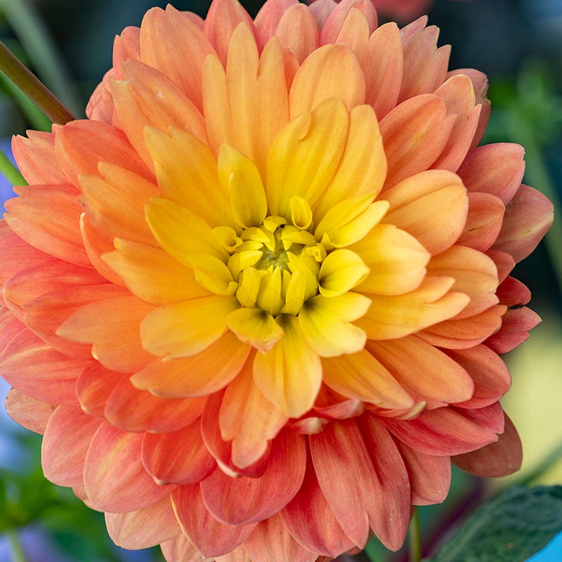 Resonant Dahlia Collection - Thumbnail 2