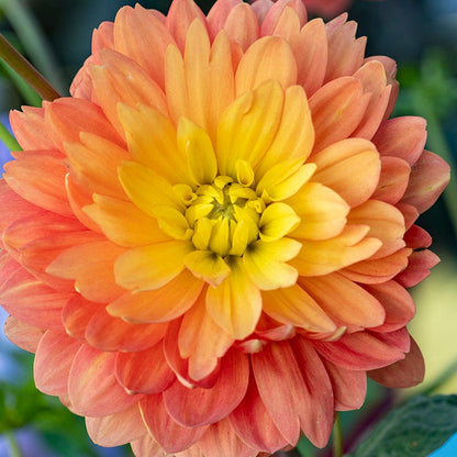 Resonant Dahlia Collection