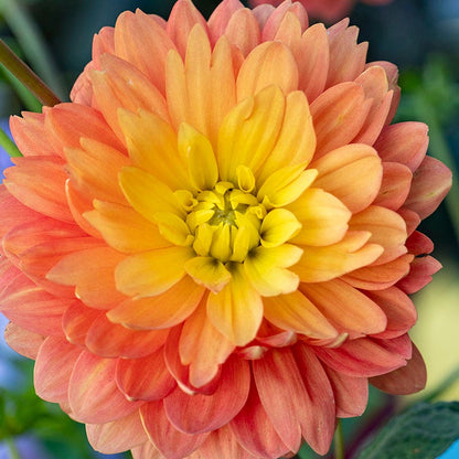 Great Silence Decorative Dahlia