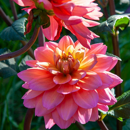 Great Silence Decorative Dahlia