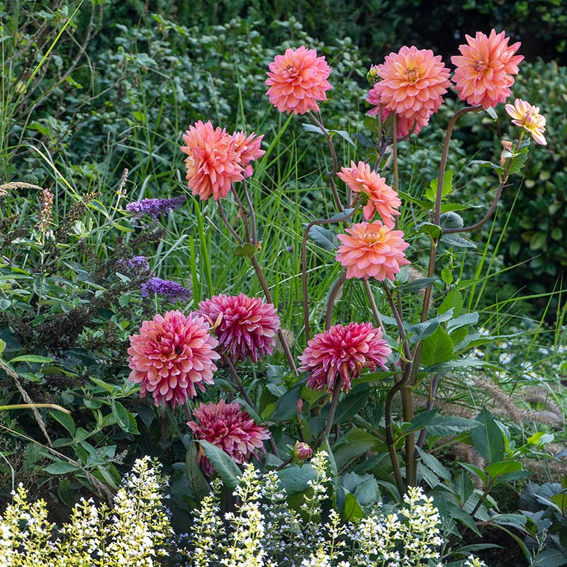 Great Silence Decorative Dahlia | Orange