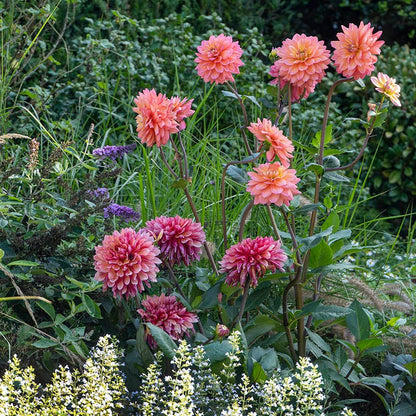Great Silence Decorative Dahlia