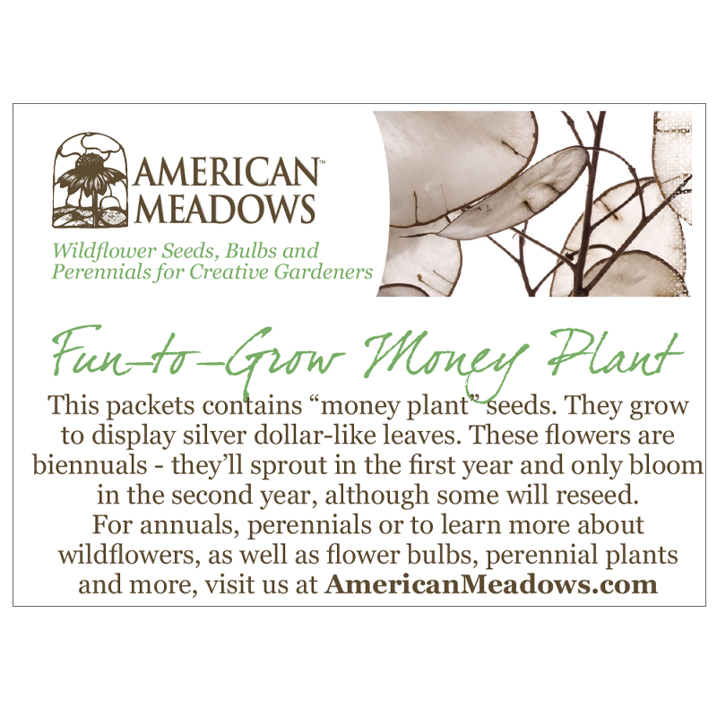 money plant seed packets Seed Your Investment for Growth Seed Packet by American Meadows