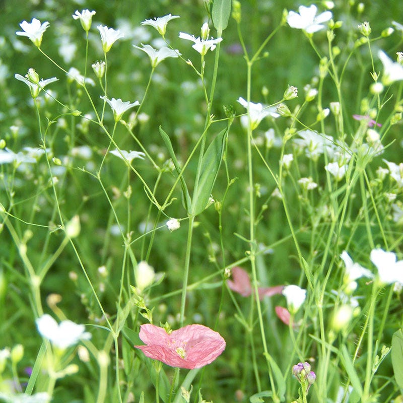 Baby's Breath Seeds | White