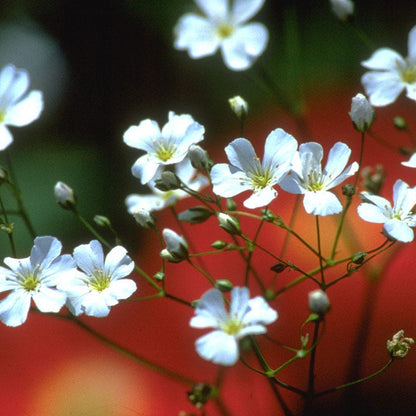Baby's Breath Seeds