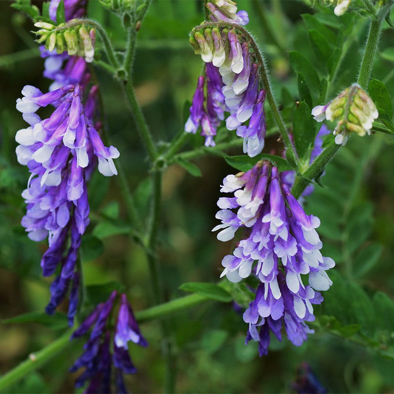 Hairy Vetch Seeds