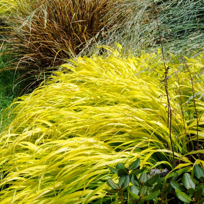 All Gold Japanese Forest Grass