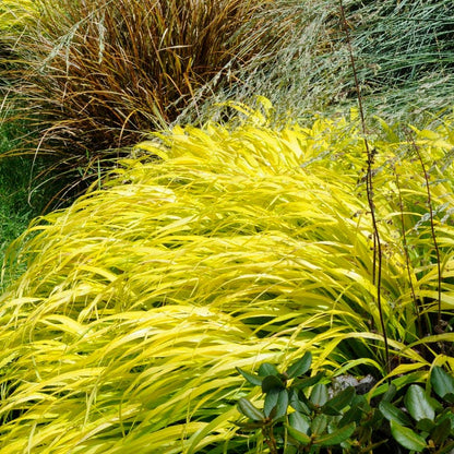 All Gold Japanese Forest Grass