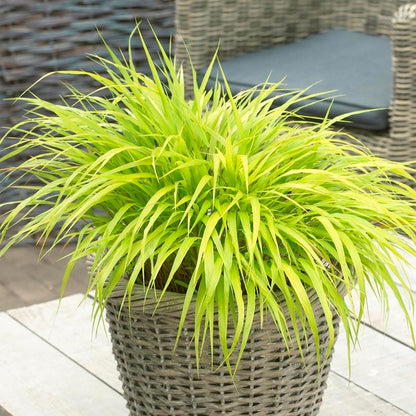 All Gold Japanese Forest Grass