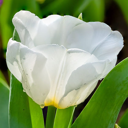 Early Arrival Bulb Collection