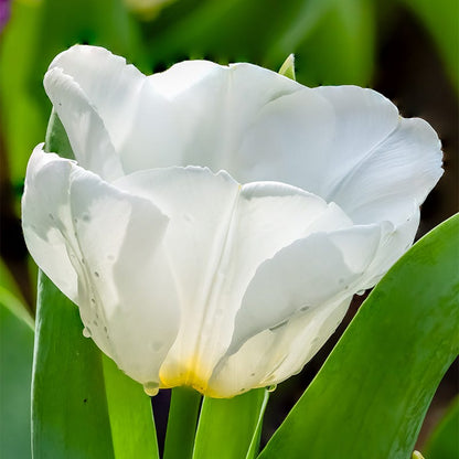 Princess Garden Bulb Collection