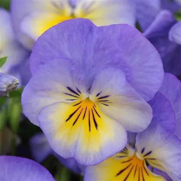 Vibrant Shade Low-Grow Plant Collection | American Meadows