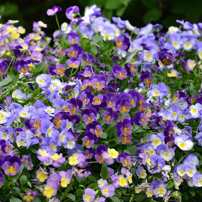 Halo Sky Blue Tufted Violet