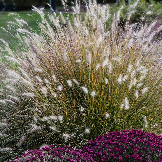 Hameln Fountain Grass