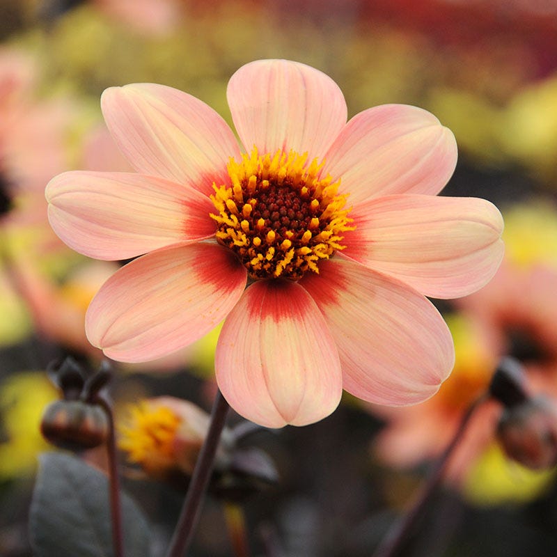 Happy Single First Love Dahlia