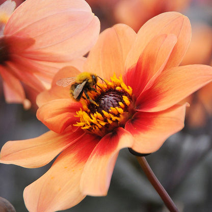 Happy Single® First Love Dahlia