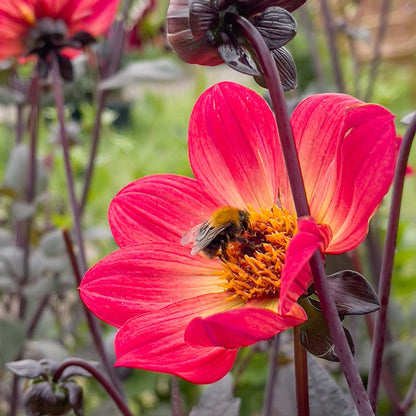 Dahlia Days Limited Collection