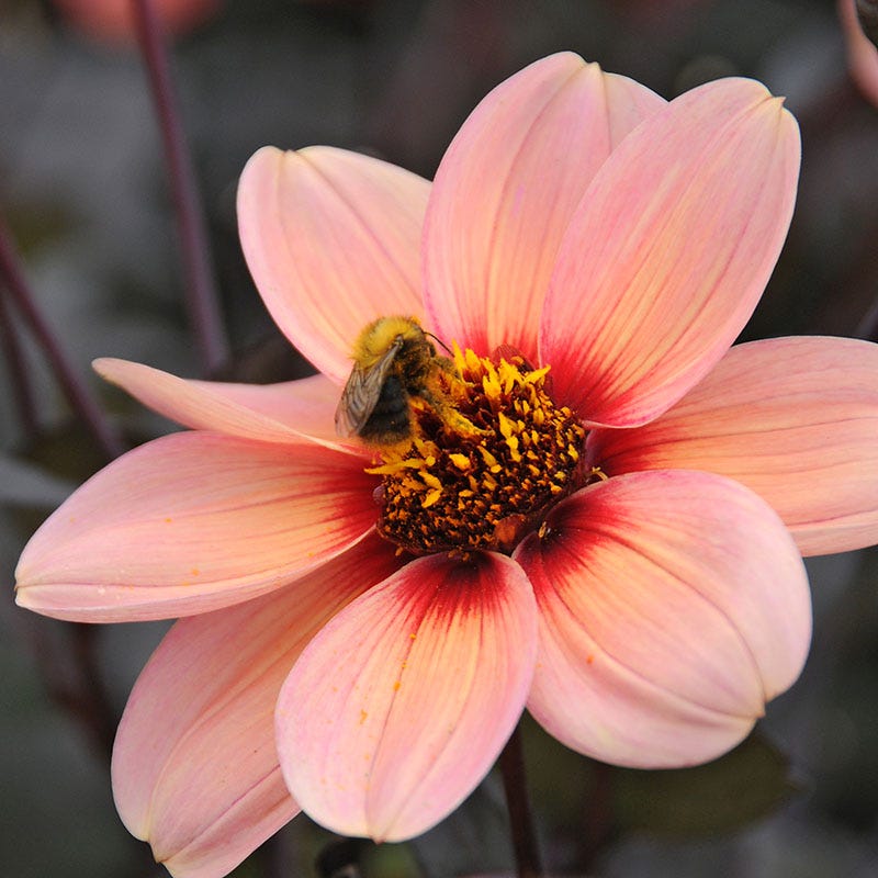 Happy Single Kiss Dahlia