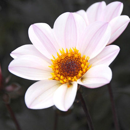 Happy Single® Princess Dahlia